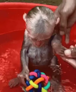 🥹 b2e382ef Affe, Affenbaby, Tier, süß, spielen, baden, Haustier telegram sticker