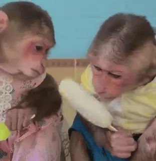 🥲 c41d5bb9 Affen, Tiere, Säugetiere, niedlich, Wildtiere telegram sticker