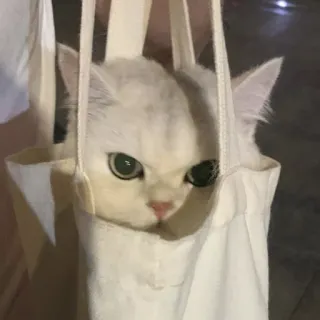 😠 0c7a731c 猫, 動物, ペット, 白い猫, バッグ, 家畜 telegram sticker