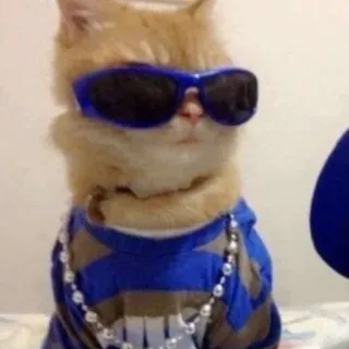 😎 1d965878 猫, サングラス, クール, 動物, ペット, 面白い, ミーム telegram sticker