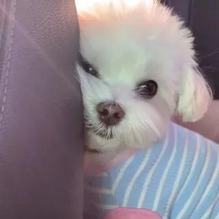 🎀 268736f4 犬, 子犬, マルチーズ, ペット, かわいい, 動物 telegram sticker