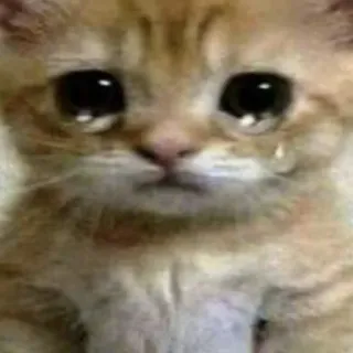 😢 47627f1e 猫, 悲しい, 泣く, 子猫, かわいい, 動物, ペット telegram sticker