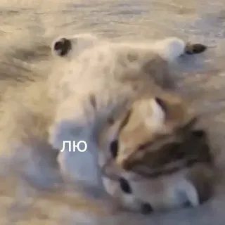 ♥️ 51c1b8cc лю 猫, かわいい, 子猫, 眠い, リラックス telegram sticker