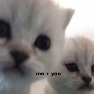 🤍 579674a0 me + you 猫, 子猫, 愛, 動物, かわいい, 友情 telegram sticker