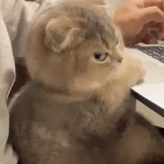 😠 70284430 猫, 動物, ペット, 子猫, タイピング, ラップトップ, かわいい telegram sticker