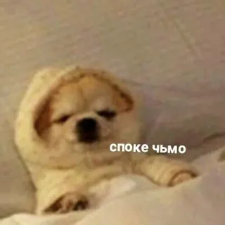 ✨ 7ba9a474 споке чьмо 犬, 可愛い, 面白い, ミーム, 動物, ロシア, чмо telegram sticker