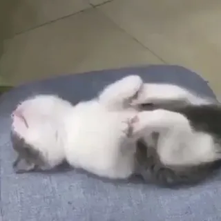 😴 7d3ea9f0 猫, 子猫, 睡眠, 動物, ペット, かわいい, リラックス telegram sticker