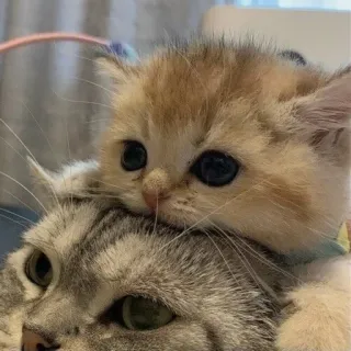 🤍 867f8f38 子猫, 猫, かわいい, ペット, 動物 telegram sticker