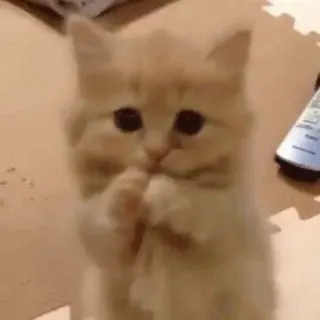 🥲 892ab9ac 子猫, 猫, かわいい, 動物, ペット, 愛らしい telegram sticker