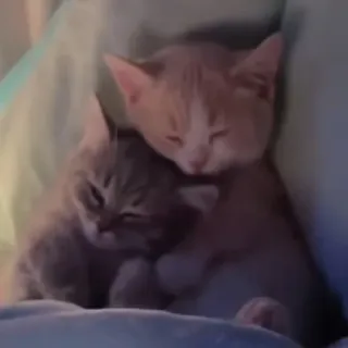 💞 9c72ad51 猫, 子猫, 可愛い, 動物, ペット, 睡眠 telegram sticker