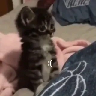 🥺 a36b55d7 :( 子猫, 悲しい, 猫, 可愛い, 動物 telegram sticker