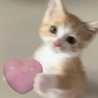 🩷 ad58d903 猫, 子猫, 可愛い, ハート, 愛, 動物 telegram sticker