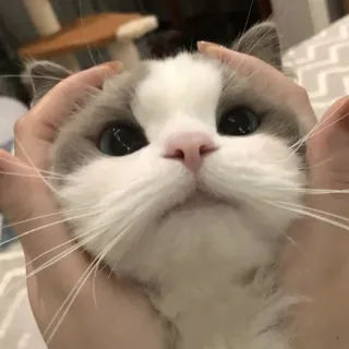 💞 b8716d7e 猫, かわいい, ペット, 動物, ラグドール, 子猫 telegram sticker