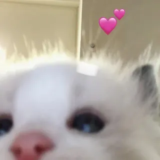 💕 bf8cf238 猫, ハート, かわいい, 動物, ステッカー telegram sticker