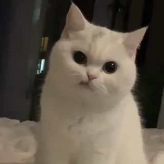 😑 df5de677 猫, 白猫, 可愛い, ペット, 動物, 飼い猫, ネコ科 telegram sticker