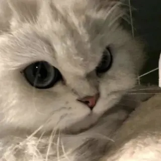 😡 e76c9a73 猫, 怒り, 白猫, ペット, 動物, 飼い猫 telegram sticker