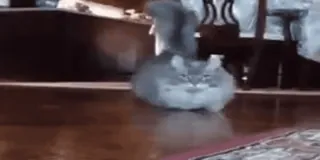 🏃‍♂ 0d31a9c4 gato, gato cinza, gato fofo, animal de estimação, animal doméstico whatsapp sticker