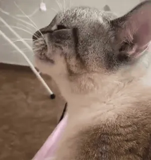 😼 30f0a8b5 gato, animal, animal de estimação, felino whatsapp sticker