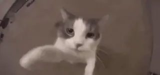 😘 570d17c1 gato, animal, animal de estimação, fofo whatsapp sticker