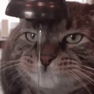 😓 57ba22c1 gato, animal, água, torneira, animal de estimação, beber whatsapp sticker