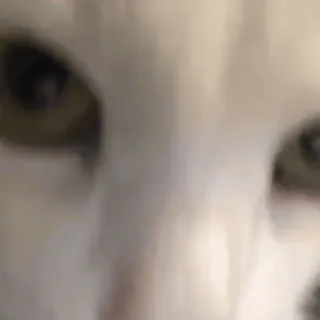 👍 c5e7f22e gato, olhos, animal, branco, close-up whatsapp sticker