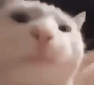 💃 d7663758 gato, meme, animal, animal de estimação, engraçado whatsapp sticker