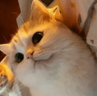 🐱 077d83c0 chat, chaton, mignon, animal, animal de compagnie, félin telegram sticker