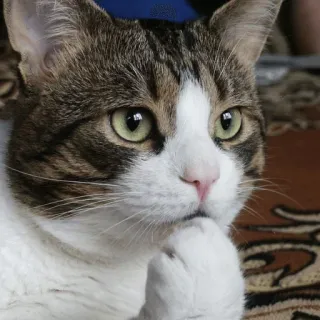 🐱 0b0a944d chat, pensif, animal de compagnie, animal, mignon, chat domestique telegram sticker