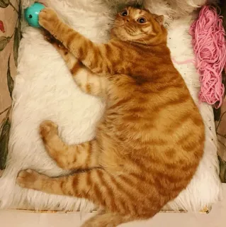 🐱 14e4011e chat, chaton, animal de compagnie, animal, mignon, tigré roux, félin telegram sticker