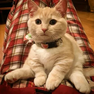 🐱 1ec6aa6e chat, chaton, animal, animal de compagnie, chat domestique, chat roux, chat tigré telegram sticker