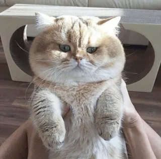 🐱 35a26566 chat, animal, mignon, animal de compagnie, chaton telegram sticker