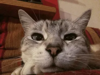 🐱 39de35b0 chat, animal de compagnie, animal, chat domestique, félin, mignon telegram sticker