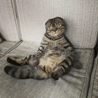 🐱 40bf7392 chat, animal, animal de compagnie, assis, canapé, félin, chat domestique telegram sticker