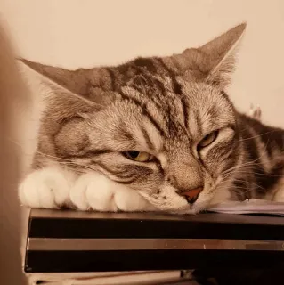 🐱 4a247574 chat, animal, chat domestique, animal de compagnie, félin, mammifère telegram sticker