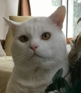 🐱 4a4947d1 chat, chat blanc, animal de compagnie, animal, animal domestique, félin telegram sticker