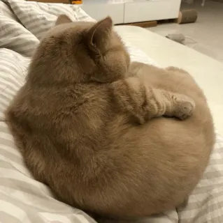 🐱 4ff68e67 chat, animal, félin, animal de compagnie, mignon, domestique, lit, sommeil telegram sticker