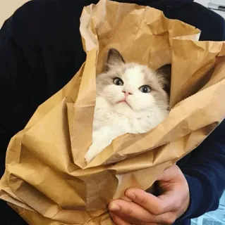 🐱 5fa12d6f chat, animal, sac en papier, mignon, animal de compagnie telegram sticker