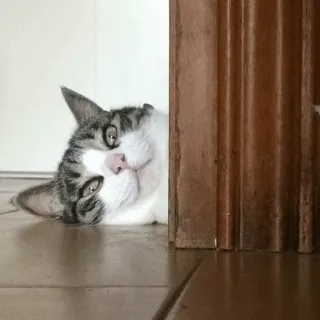 🐱 64fb5e8c chat, animal, animal de compagnie, mignon, domestique, félin, tigré telegram sticker