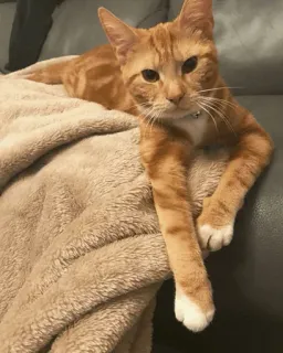 🐱 6598767a chat, animal de compagnie, chat orange, chat domestique, animal, félin, mignon, mammifère telegram sticker