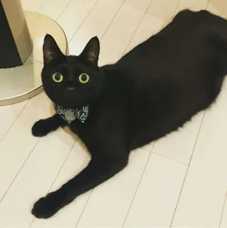 🐱 65a7c3e0 chat, chat noir, animal de compagnie, animal, chat domestique, mignon, félin telegram sticker