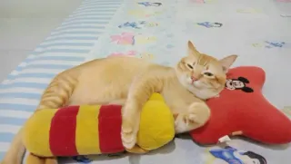 🐱 664837ed chat, chat orange, animal de compagnie, coussin, chat qui dort telegram sticker