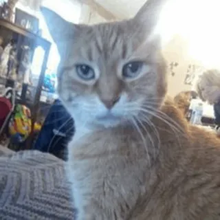 🐱 685743da chat, animal de compagnie, animal, chat domestique, chat roux, félin telegram sticker