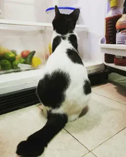 🐱 74c7b79d chat, frigo, nourriture, animal de compagnie, animal, cuisine telegram sticker