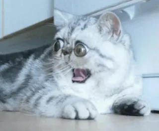 🐱 74fb77e5 chat, drôle, surpris, mème, effrayé, choqué, animal, animal de compagnie telegram sticker