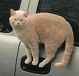 🐱 80480dc0 chat, animal, voiture, animal de compagnie, félin telegram sticker