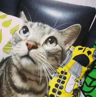 🐱 85745dfa chat, animal, animal de compagnie, chat domestique, tigré gris, mignon telegram sticker