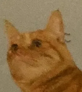 🐱 a23e854e chat, animal, animal de compagnie, orange, mignon telegram sticker