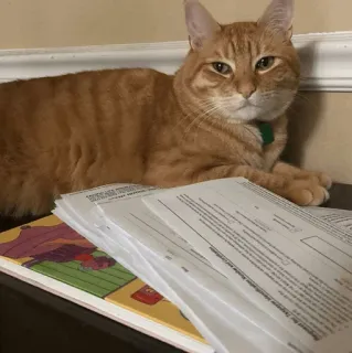 🐱 ab263e99 chat, chat roux, animal de compagnie, chat domestique, félin, animal telegram sticker