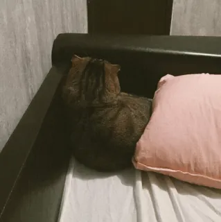 🐱 ace2524f chat, animal, coussin, meuble, animal domestique, animal de compagnie, mammifère telegram sticker