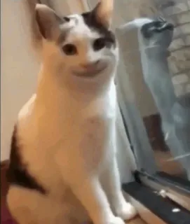 🐱 ad664a6d chat, animal, drôle, mème, animal de compagnie, animal domestique, félin telegram sticker